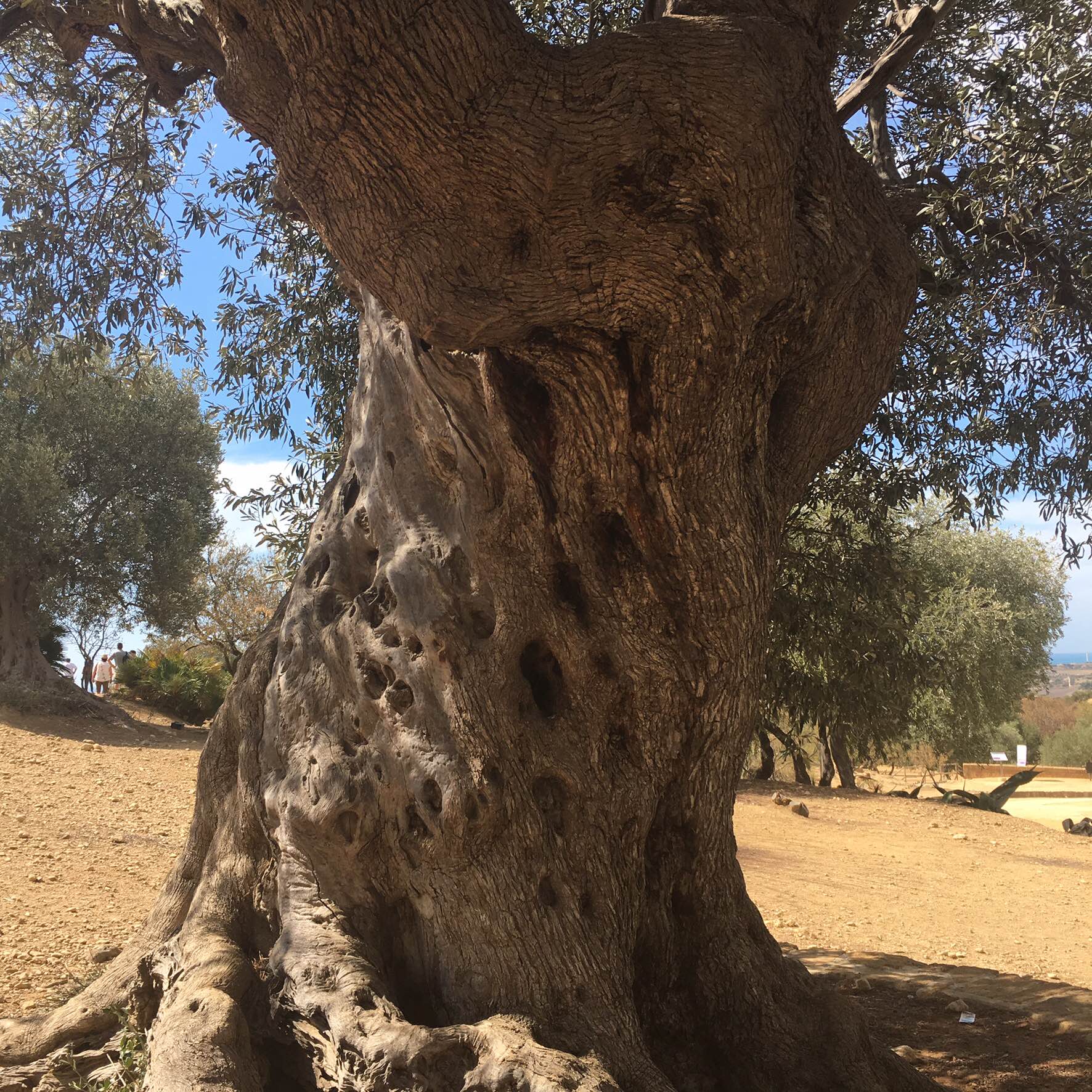 olive-tree
