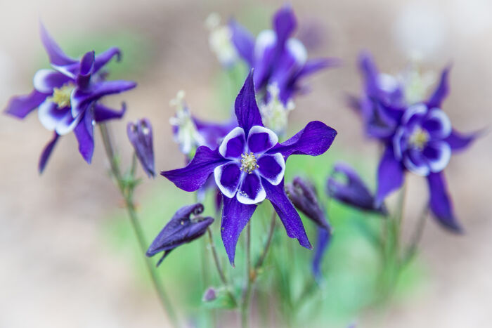 Columbines blooming fresh in the springtime. Colorado state flower.