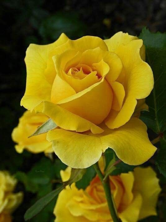 yellow rose